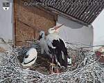 Capi_Dubne_20250623_073503.jpg