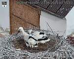 Capi_Dubne_20250623_075503.jpg