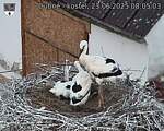 Capi_Dubne_20250623_080503.jpg