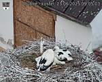 Capi_Dubne_20250623_090503.jpg