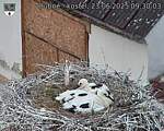 Capi_Dubne_20250623_093003.jpg