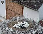 Capi_Dubne_20250623_095003.jpg