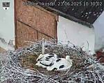 Capi_Dubne_20250623_103002.jpg