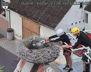 Capi_Dubne_20250623_112503.jpg (1350 x 1080)