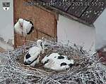 Capi_Dubne_20250623_115502.jpg