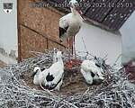 Capi_Dubne_20250623_122503.jpg