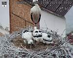 Capi_Dubne_20250623_123002.jpg