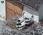 Capi_Dubne_20250623_124502.jpg