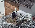 Capi_Dubne_20250623_132503.jpg