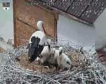 Capi_Dubne_20250623_140503.jpg