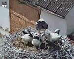 Capi_Dubne_20250623_142502.jpg