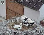 Capi_Dubne_20250623_171003.jpg