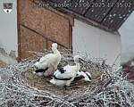 Capi_Dubne_20250623_173502.jpg