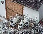 Capi_Dubne_20250623_185502.jpg