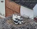 Capi_Dubne_20250623_202003.jpg