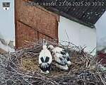 Capi_Dubne_20250623_203002.jpg