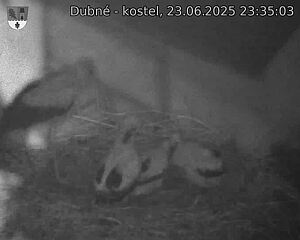 Capi_Dubne_20250623_233503.jpg (1350 x 1080)