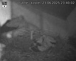 Capi_Dubne_20250623_234002.jpg