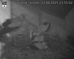 Capi_Dubne_20250623_235502.jpg