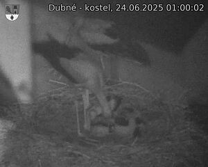 Capi_Dubne_20250624_010002.jpg (1350 x 1080)