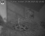 Capi_Dubne_20250625_021502.jpg