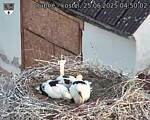 Capi_Dubne_20250625_045002.jpg