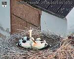 Capi_Dubne_20250625_051002.jpg
