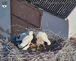 Capi_Dubne_20250625_062503.jpg