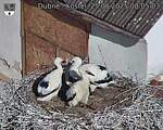 Capi_Dubne_20250625_080503.jpg