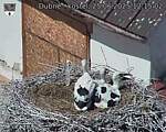 Capi_Dubne_20250625_121502.jpg