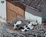 Capi_Dubne_20250625_124502.jpg