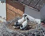 Capi_Dubne_20250625_135002.jpg
