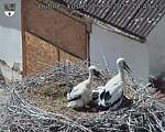 Capi_Dubne_20250625_144503.jpg
