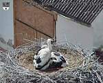Capi_Dubne_20250625_162502.jpg