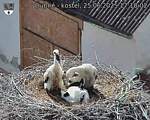 Capi_Dubne_20250625_171002.jpg