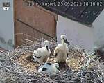 Capi_Dubne_20250625_181002.jpg