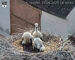 Capi_Dubne_20250625_184002.jpg
