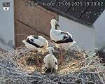 Capi_Dubne_20250625_192002.jpg