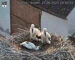 Capi_Dubne_20250625_200502.jpg