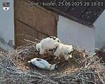 Capi_Dubne_20250625_201003.jpg