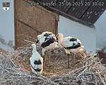 Capi_Dubne_20250625_203002.jpg
