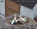 Capi_Dubne_20250625_204503.jpg