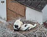 Capi_Dubne_20250625_210502.jpg