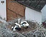 Capi_Dubne_20250625_212002.jpg