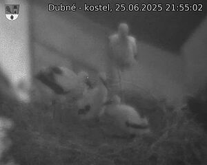 Capi_Dubne_20250625_215502.jpg (1350 x 1080)