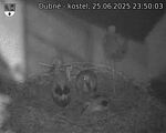 Capi_Dubne_20250625_235003.jpg