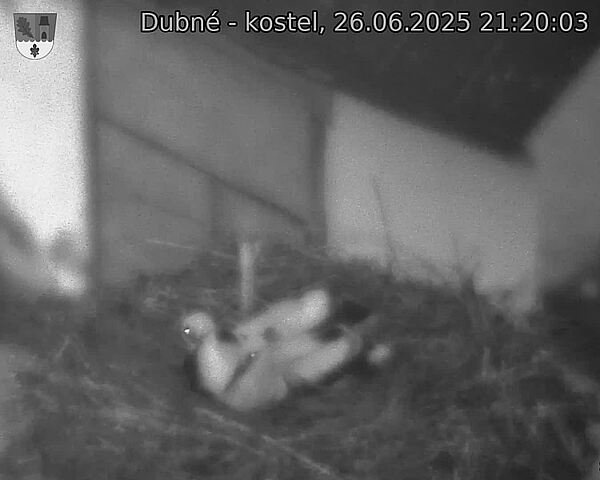 Capi_Dubne_20250626_212003.jpg (1350 x 1080)