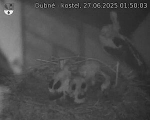 Capi_Dubne_20250627_015003.jpg (1350 x 1080)