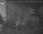 Capi_Dubne_20250627_022502.jpg