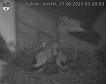 Capi_Dubne_20250627_032003.jpg